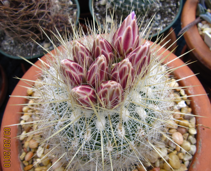 Thelocactus macdowellii